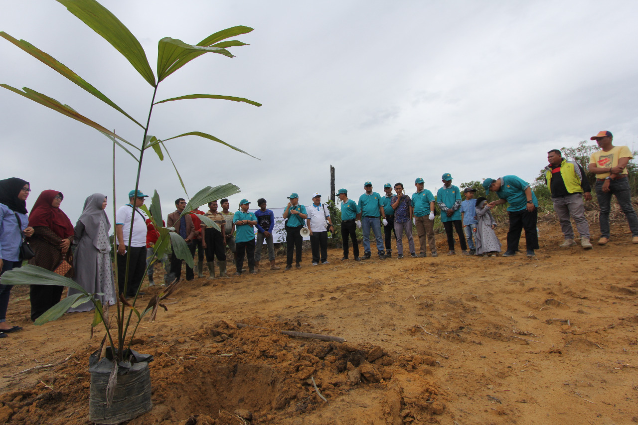 PLN Tanam 22 000 Pohon Di Hari Menanam Pohon Indonesia 2018