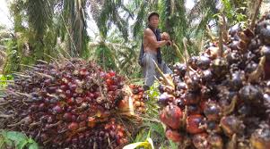 Penghasil Sawit Terbesar Di Indonesia, Riau Bakal Dapat DBH Triliunan ...